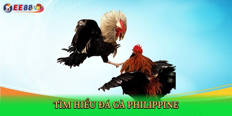 tim-hieu-da-ga-philippine-2
