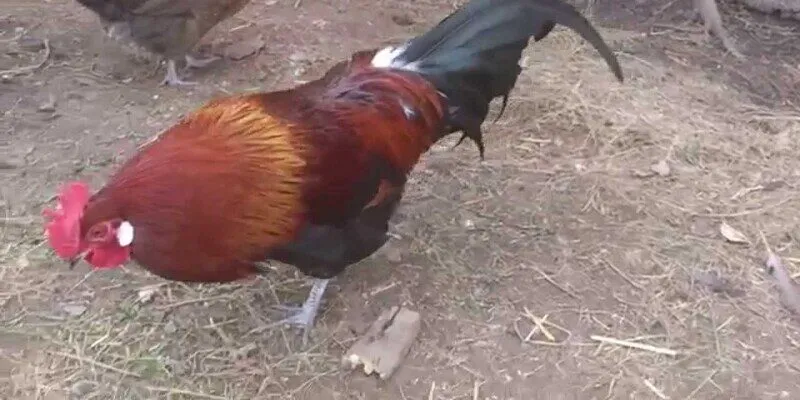 3 bí kíp đỉnh chóp