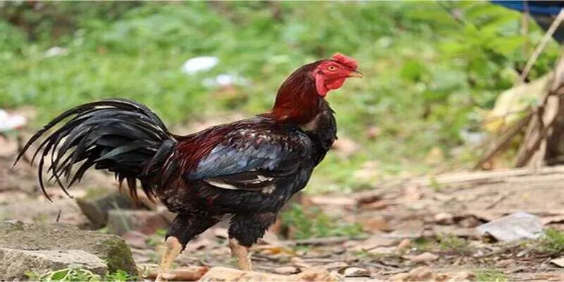 Tham gia mọi thứ ngay